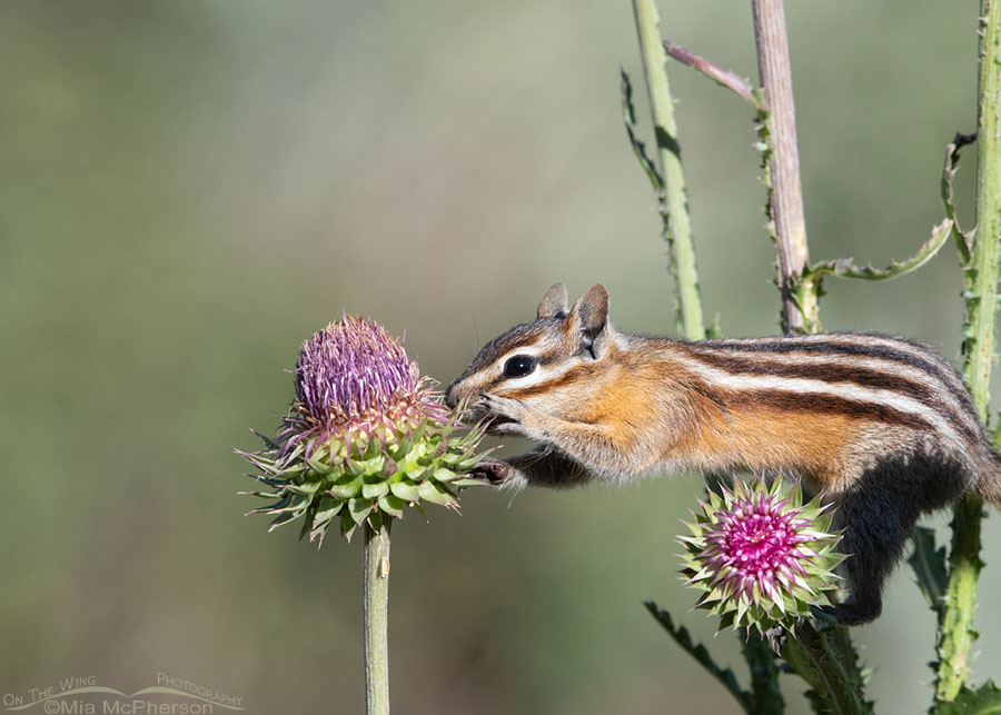 Chipmunk reaching for a thistle, Wasatch Mountains, Morgan County, Utah