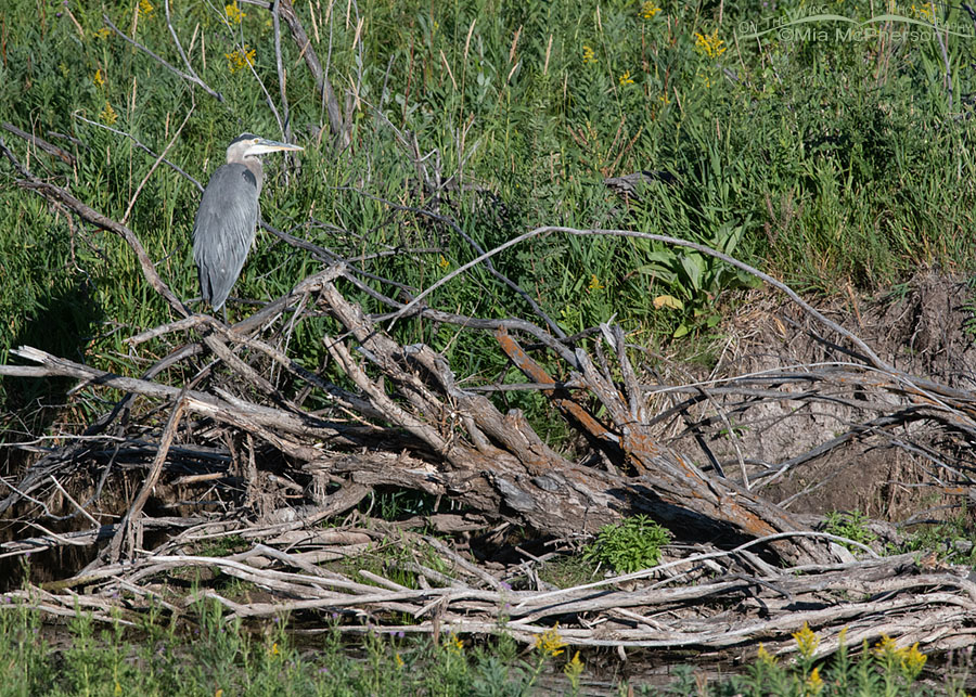 Great Blue Heron resting on a snag near a creek in the Wasatch Mountains. Summit County, Utah