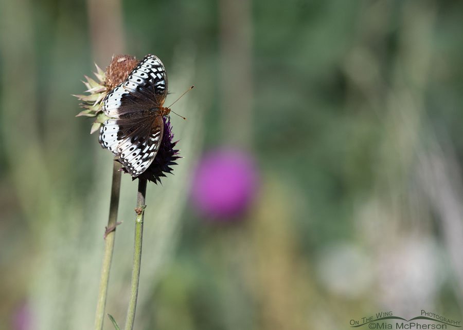 Female Great Spangled Fritillary butterfly in the Wasatch Mountains, Morgan County, Utah