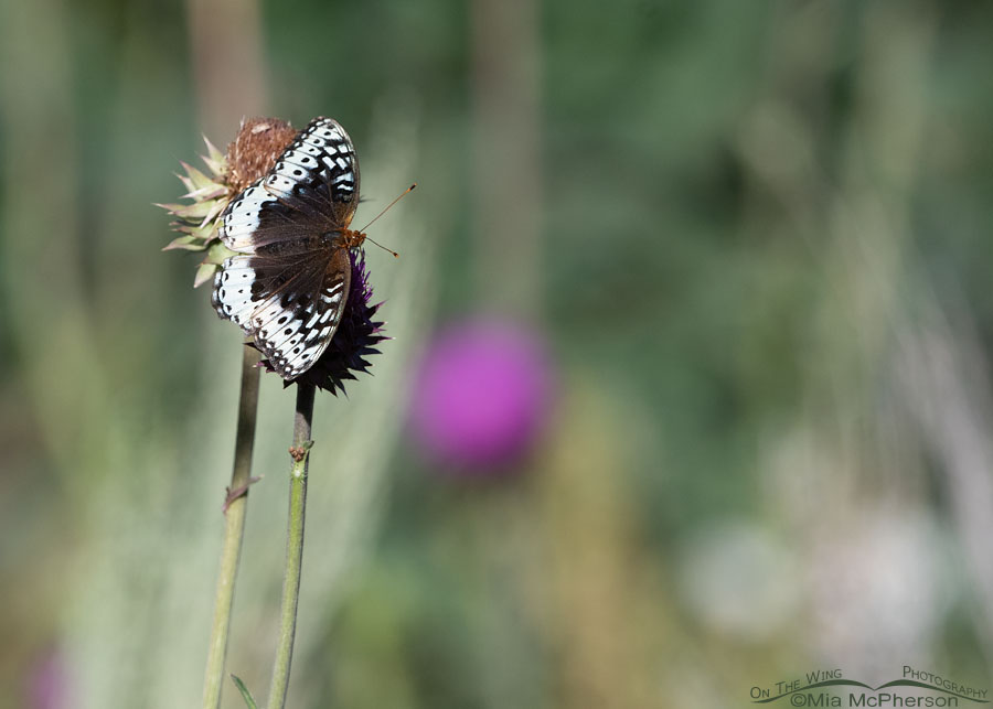 Female Great Spangled Fritillary butterfly in the Wasatch Mountains, Morgan County, Utah