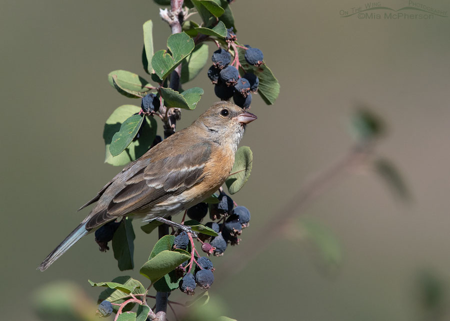 Female Lazuli Bunting foraging in a serviceberry, Wasatch Mountains, Morgan County, Utah
