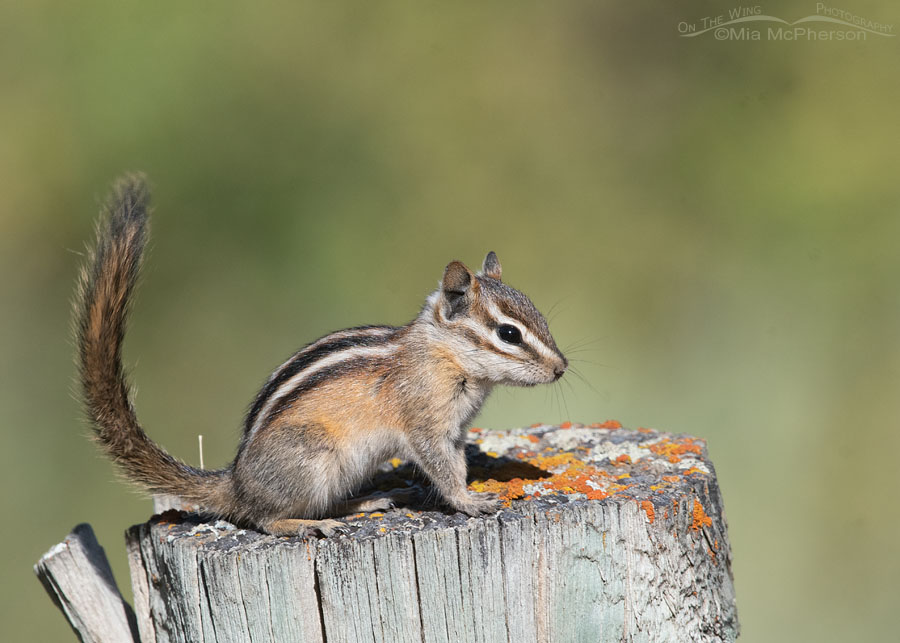 Least Chipmunk on a lichen-covered fence post in the mountains, Wasatch Mountains, Morgan County, Utah