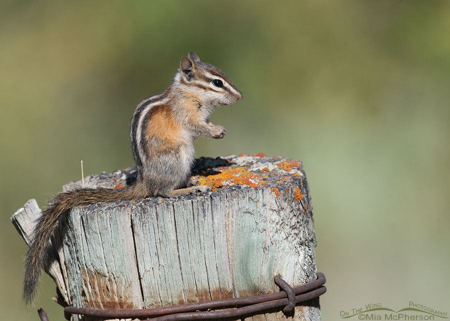 Least Chipmunk standing up on a fence post, Wasatch Mountains, Morgan County, Utah
