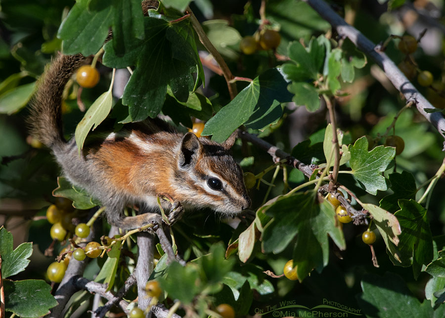 Least Chipmunk in a Golden Currant bush, Wasatch Mountains, Morgan County, Utah