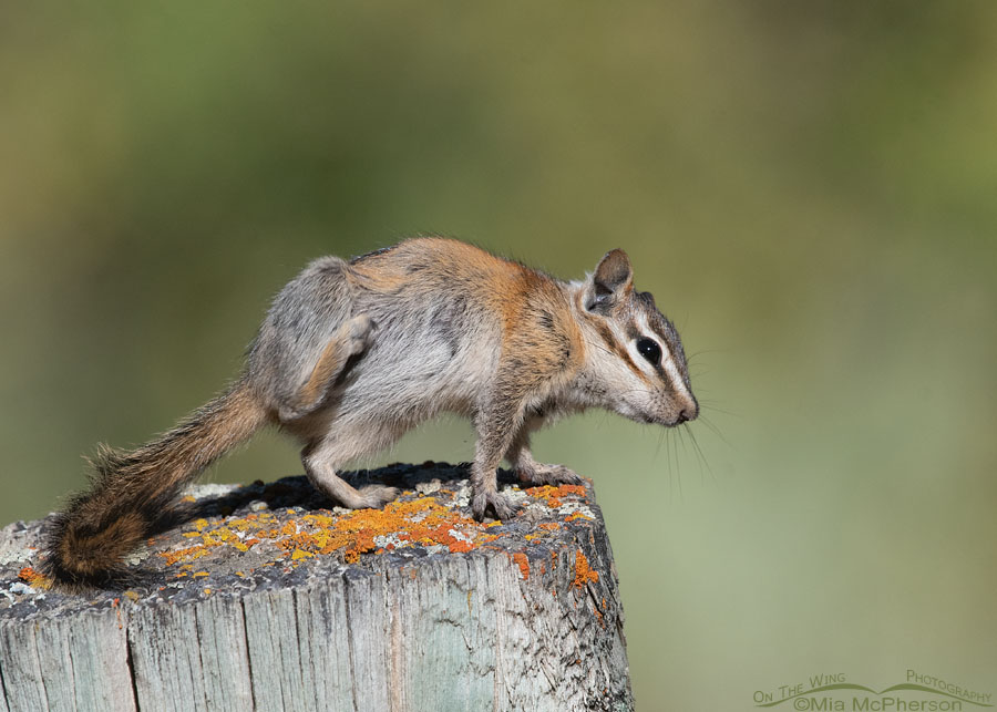 Least Chipmunk with an itch, Wasatch Mountains, Morgan County, Utah