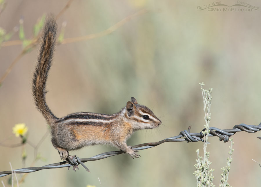 Least Chipmunk walking on a barbed wire fence, Wasatch Mountains, Morgan County, Utah