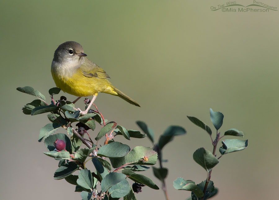 Immature MacGillivray's Warbler on a serviceberry branch, Wasatch Mountains, Morgan County, Utah