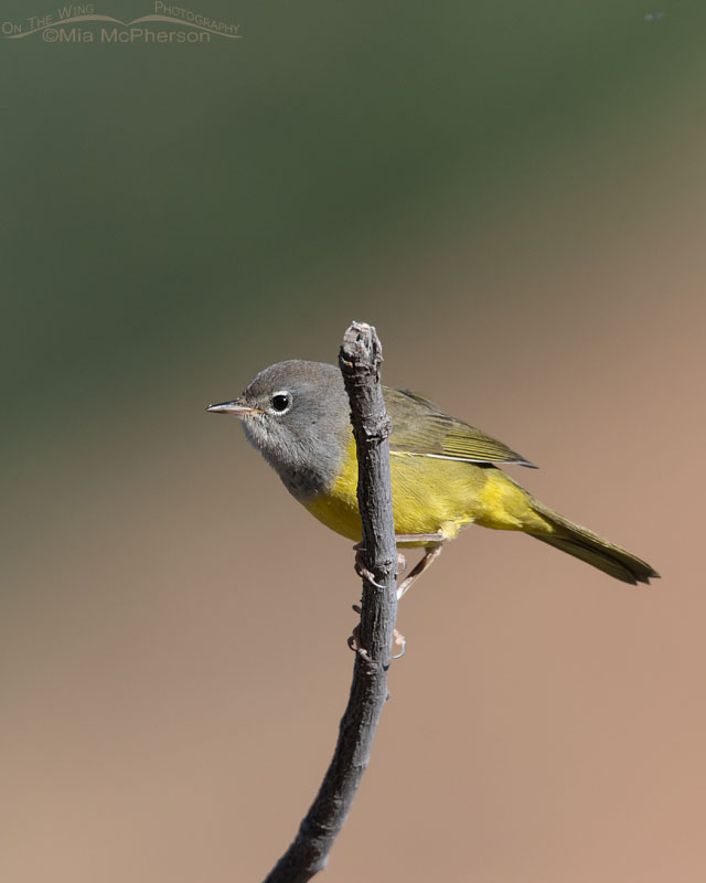 MacGillivray's Warbler on a stick, Wasatch Mountains, Morgan County, Utah
