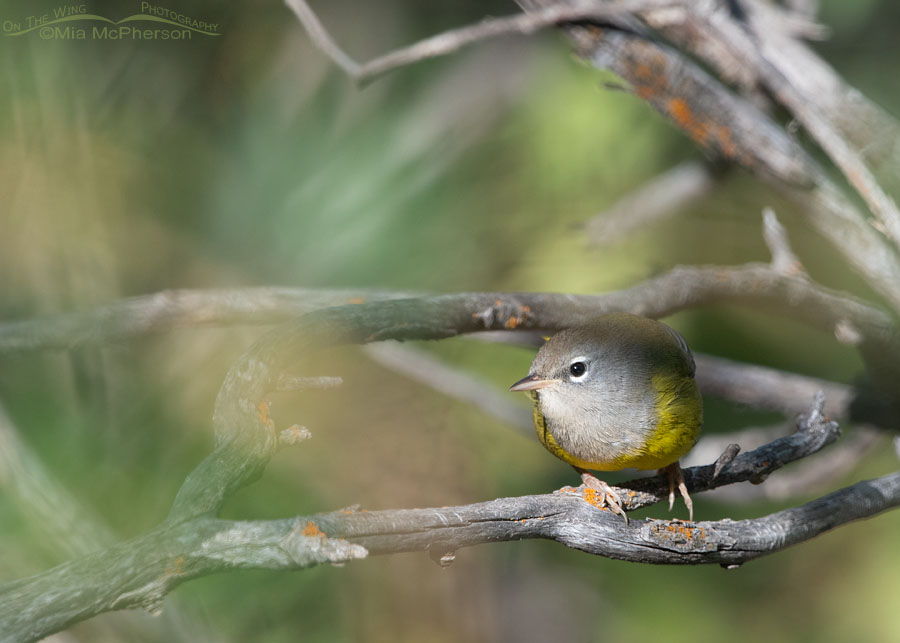 MacGillivray's Warbler peeking out from a thicket, Wasatch Mountains, Morgan County, Utah