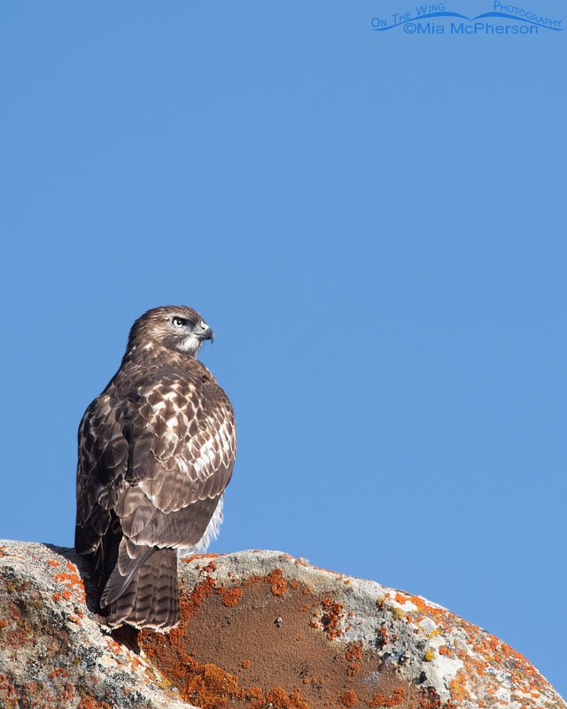 Juvenile Red-tailed Hawk perched high on a cliff Juvenile Red-tailed Hawk perched high on a cliff, Wasatch Mountains, Summit County, Utah