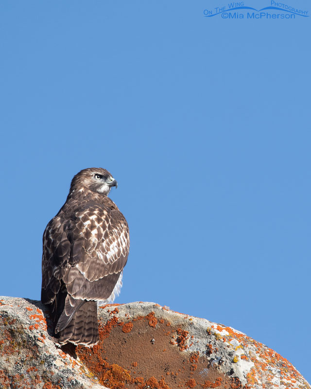 Juvenile Red-tailed Hawk perched high on a cliff, Wasatch Mountains, Summit County, Utah