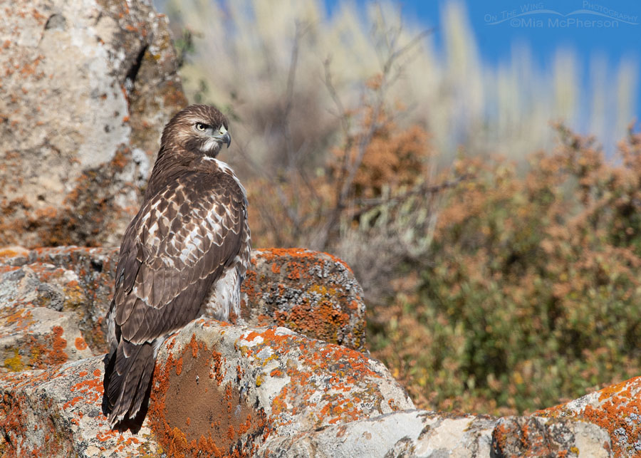 Rocks, Lichen and a juvenile Red-tailed Hawk, Wasatch Mountains, Summit County, Utah