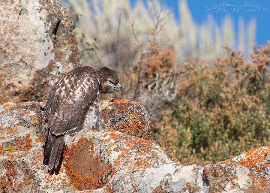 Juvenile Red-tailed Hawk scratching an itch Juvenile Red-tailed Hawk scratching an itch, Wasatch Mountains, Summit County, Utah
