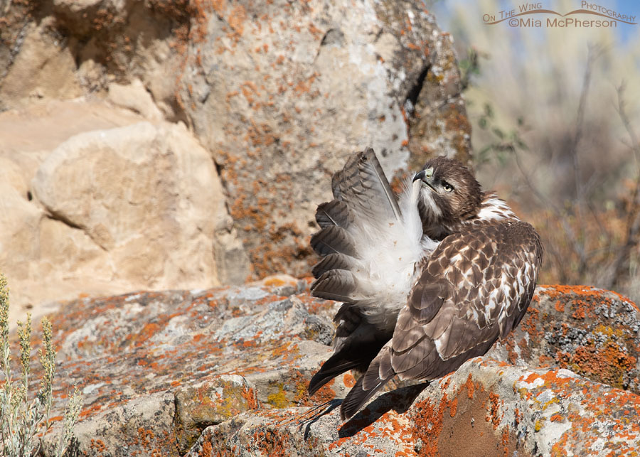 Juvenile Red-tailed Hawk preening its tail feather, Wasatch Mountains, Summit County, Utah
