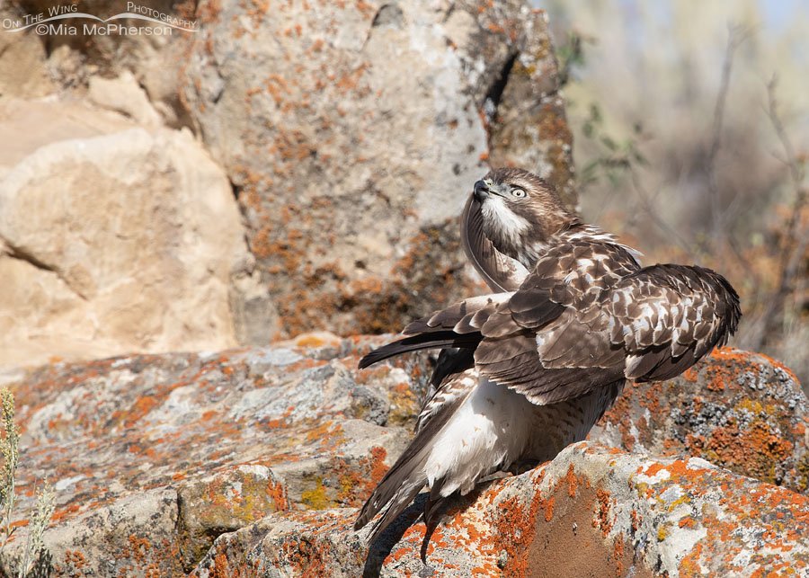 Juvenile Red-tailed Hawk with its tail feather in its bill Juvenile Red-tailed Hawk with its tail feather in its bill, Wasatch Mountains, Summit County, Utah