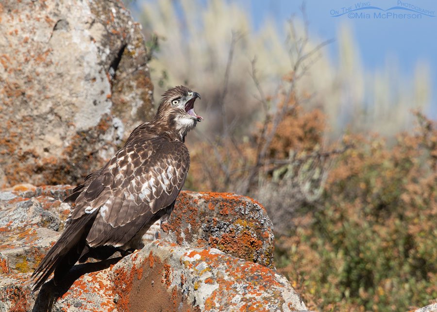 Juvenile Red-tailed Hawk yawning Juvenile Red-tailed Hawk yawning, Wasatch Mountains, Summit County, Utah