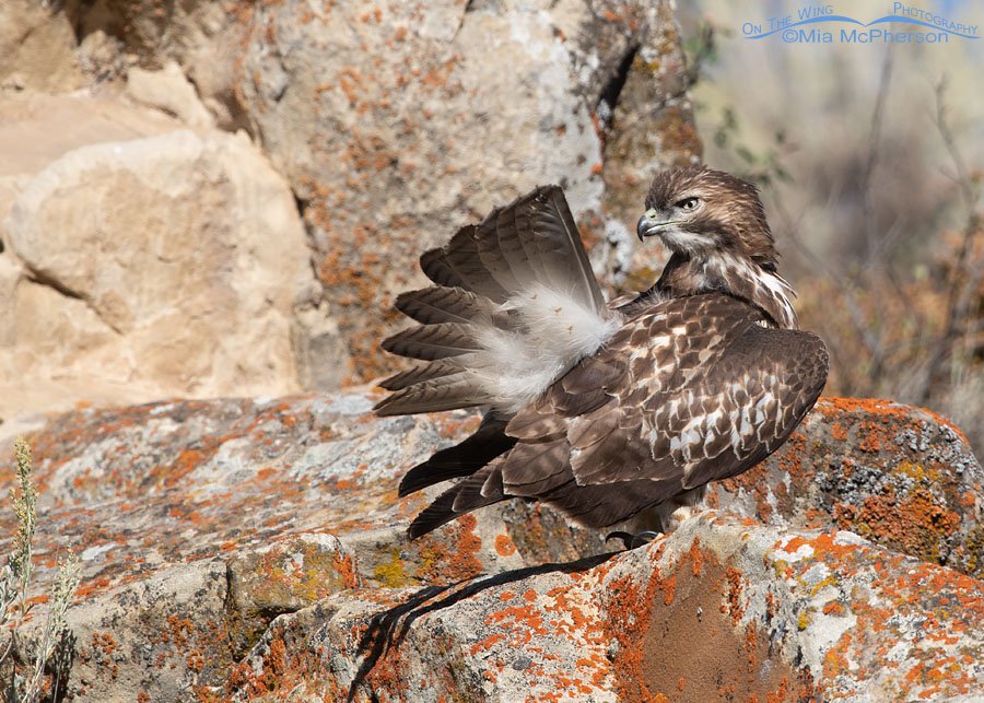 Juvenile Red-tailed Hawk with a fanned out tail Juvenile Red-tailed Hawk with a fanned out tail, Wasatch Mountains, Summit County, Utah