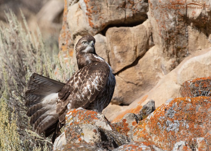 Juvenile Red-tailed Hawk with a puffed up chest and fanned out tail Juvenile Red-tailed Hawk with a puffed up chest and fanned out tail, Wasatch Mountains, Summit County, Utah
