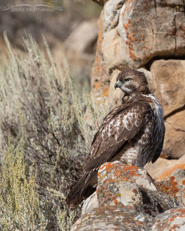 Resting juvenile Red-tailed Hawk and blooming sage Resting juvenile Red-tailed Hawk and blooming sage, Wasatch Mountains, Summit County, Utah