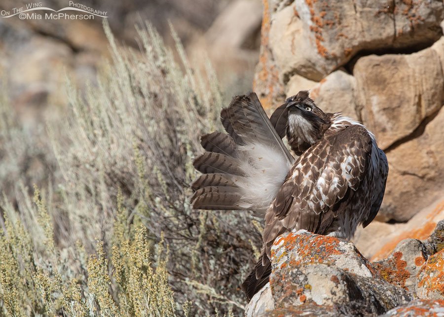 Preening Red-tailed Hawk juvenile on a cliff Preening Red-tailed Hawk juvenile on a cliff, Wasatch Mountains, Summit County, Utah