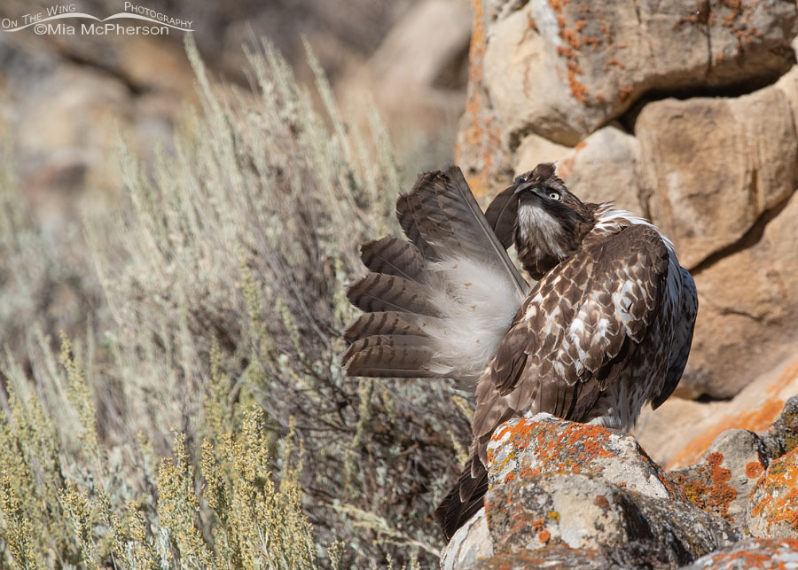 Preening Red-tailed Hawk juvenile on a cliff, Wasatch Mountains, Summit County, Utah