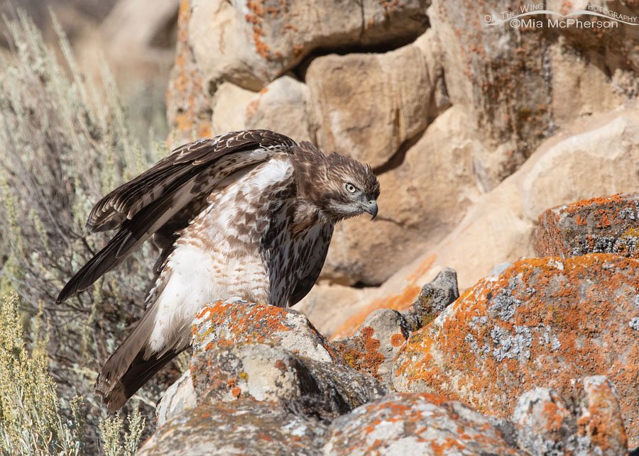 Red-tailed Hawk juvenile lifting its wings Red-tailed Hawk juvenile lifting its wings, Wasatch Mountains, Summit County, Utah