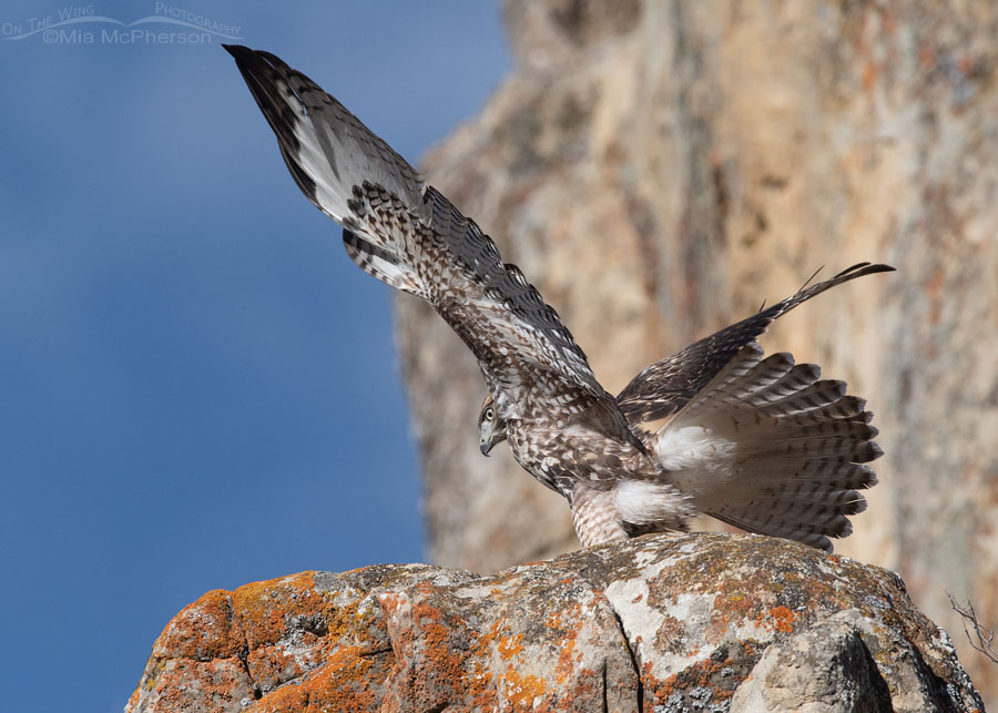 Juvenile Red-tailed Hawk landing on a lichen-covered cliff, Wasatch Mountains, Summit County, Utah