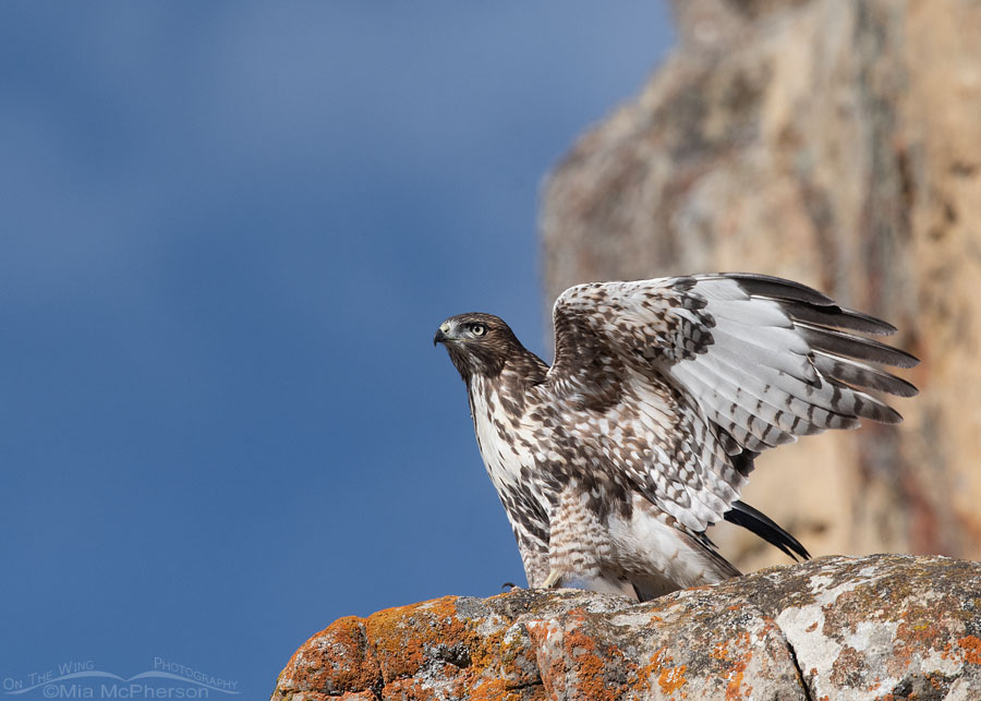 Red-tailed Hawk juvenile fluttering its wings, Wasatch Mountains, Summit County, Utah