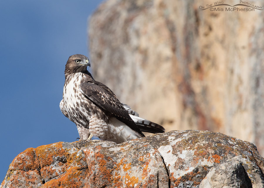 Serious looking Red-tailed Hawk juvenile, Wasatch Mountains, Summit County, Utah