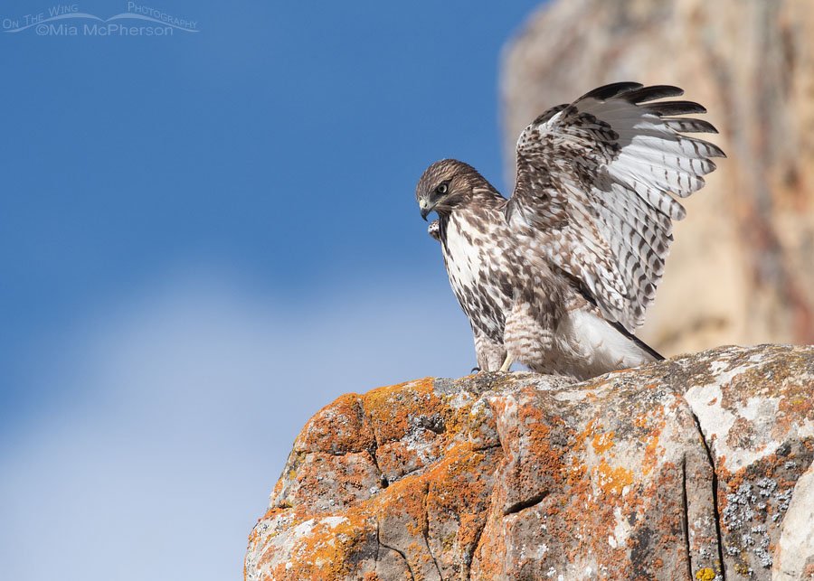 Juvenile Red-tailed Hawk on top of a cliff covered in lichen Juvenile Red-tailed Hawk on top of a cliff covered in lichen, Wasatch Mountains, Summit County, Utah