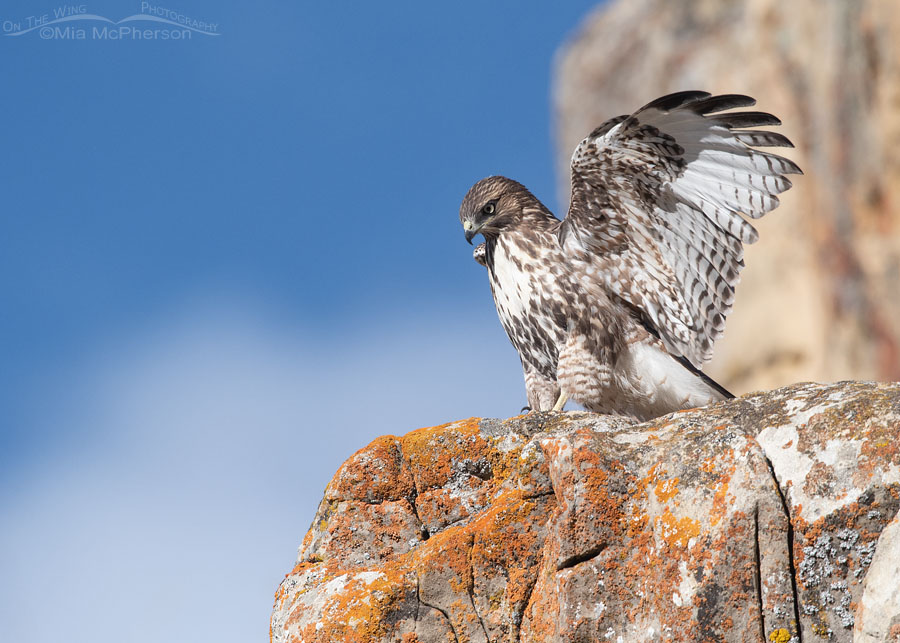 Juvenile Red-tailed Hawk on top of a cliff covered in lichen, Wasatch Mountains, Summit County, Utah