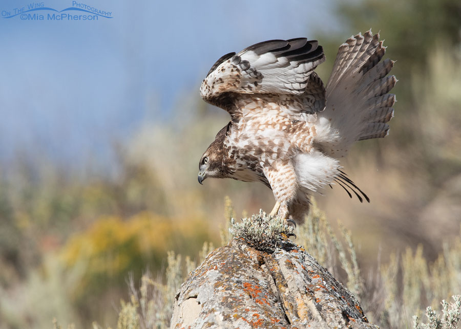 Red-tailed Hawk juvenile after landing on a lichen covered boulder, Wasatch Mountains, Summit County, Utah