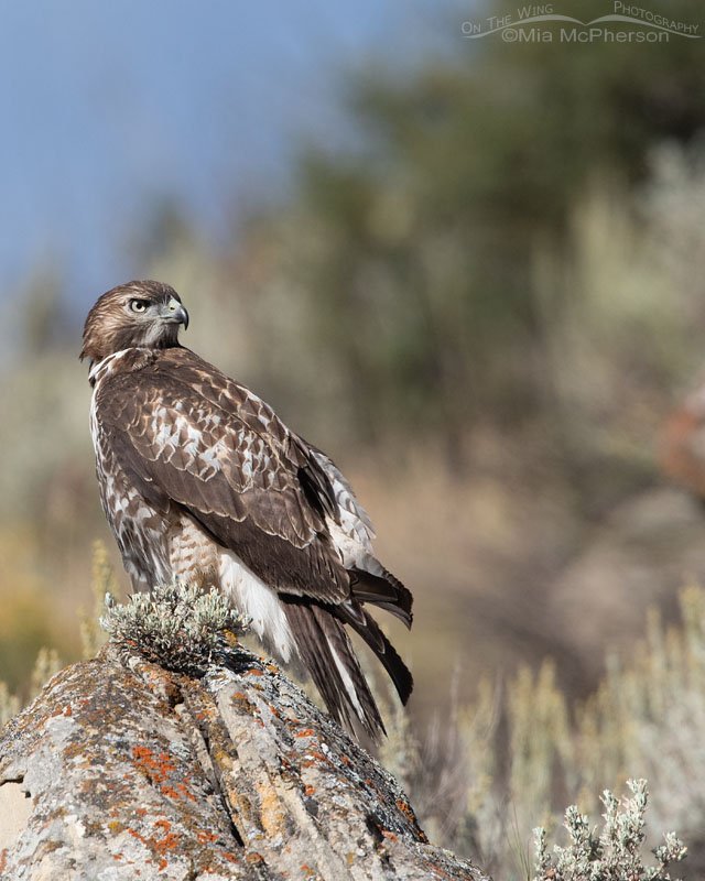 Red-tailed Hawk juvenile in high mountains Red-tailed Hawk juvenile in high mountains, Wasatch Mountains, Summit County, Utah