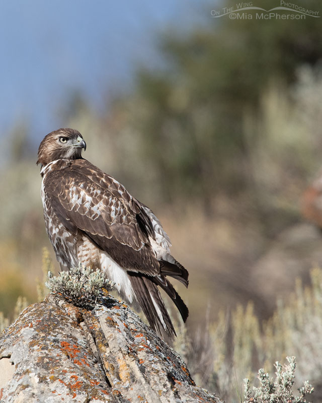 Red-tailed Hawk juvenile in high mountains, Wasatch Mountains, Summit County, Utah