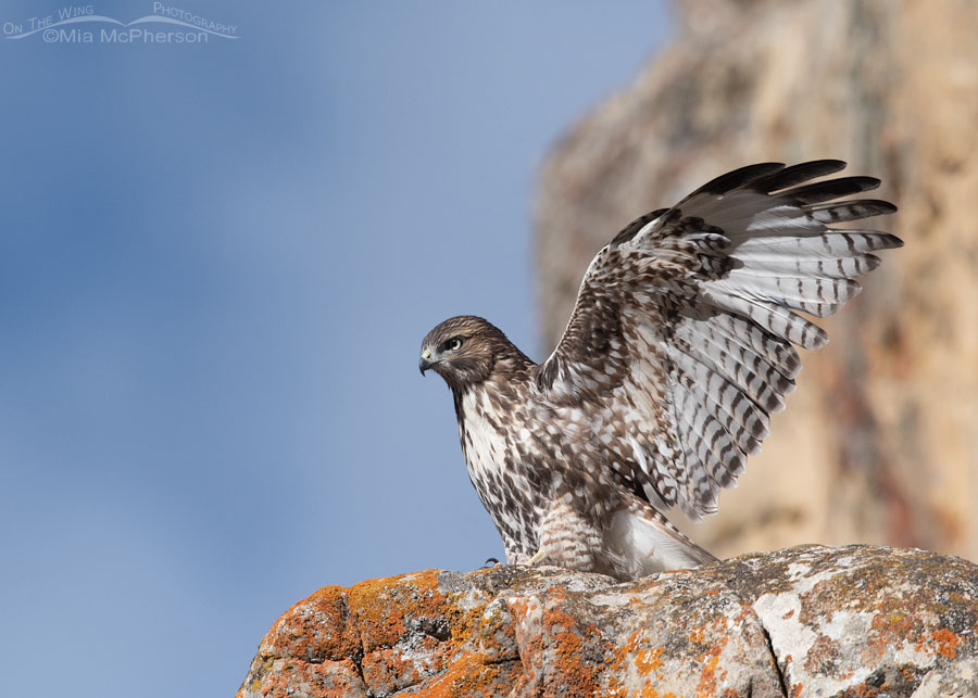 Juvenile Red-tailed Hawk with raised wings, Wasatch Mountains, Summit County, Utah