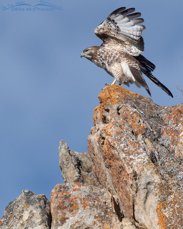 Juvenile Red-tailed Hawk on a high cliff face, Wasatch Mountains, Summit County, Utah