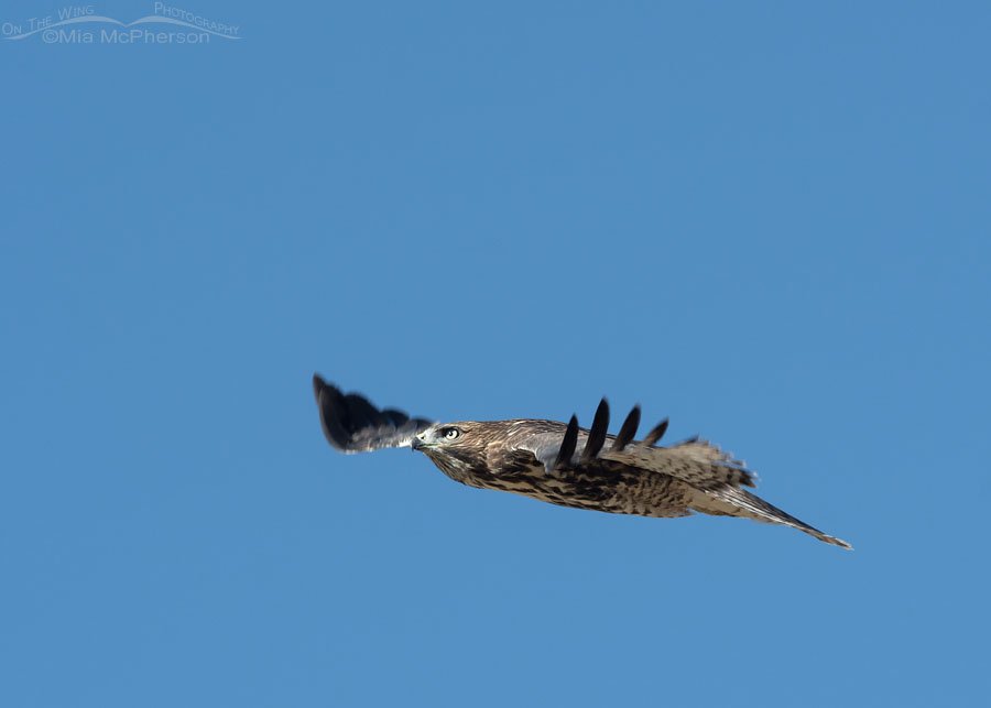 Red-tailed Hawk juvenile flying over some cliffs Red-tailed Hawk juvenile flying over some cliffs. Wasatch Mountains, Summit County, Utah