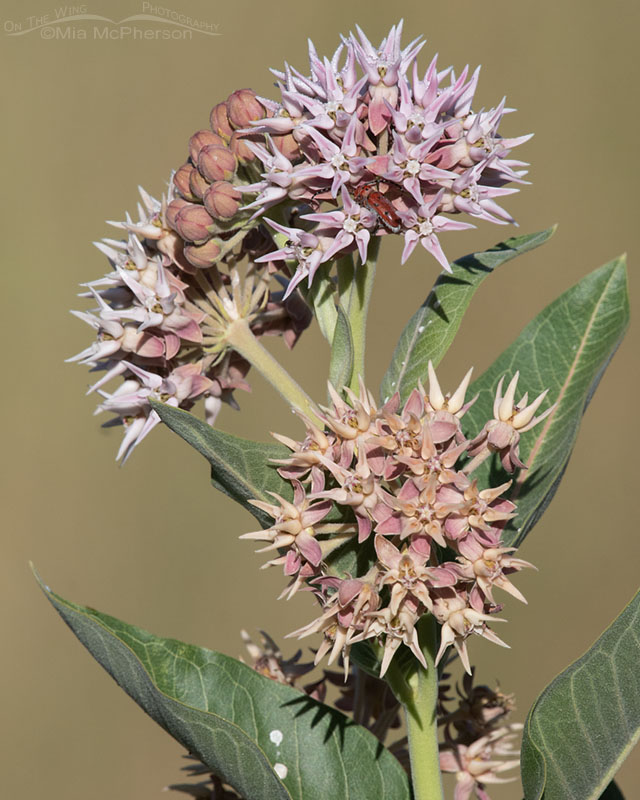 Showy Milkweed blooming in Summit County, Utah. Wasatch Mountains