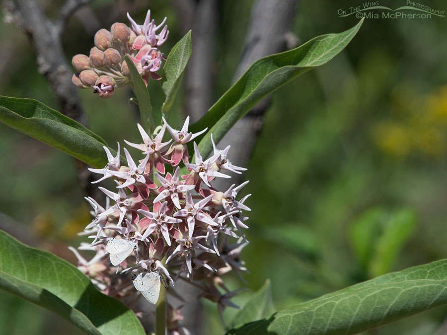 Blooming Showy Milkweed and small butterflies, Wasatch Mountains, Morgan County, Utah
