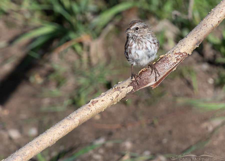 Immature Song Sparrow high in the Wasatch Mountain Range, Wasatch Mountains, Summit County, Utah