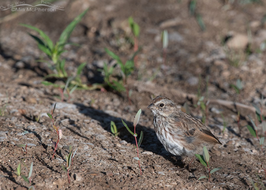 Tailless immature Song Sparrow, Wasatch Mountains, Summit County, Utah