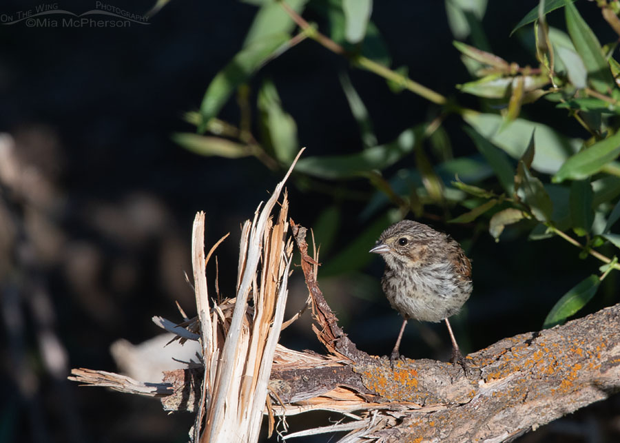 Juvenile Song Sparrow on a stump, Wasatch Mountains, Summit County, Utah
