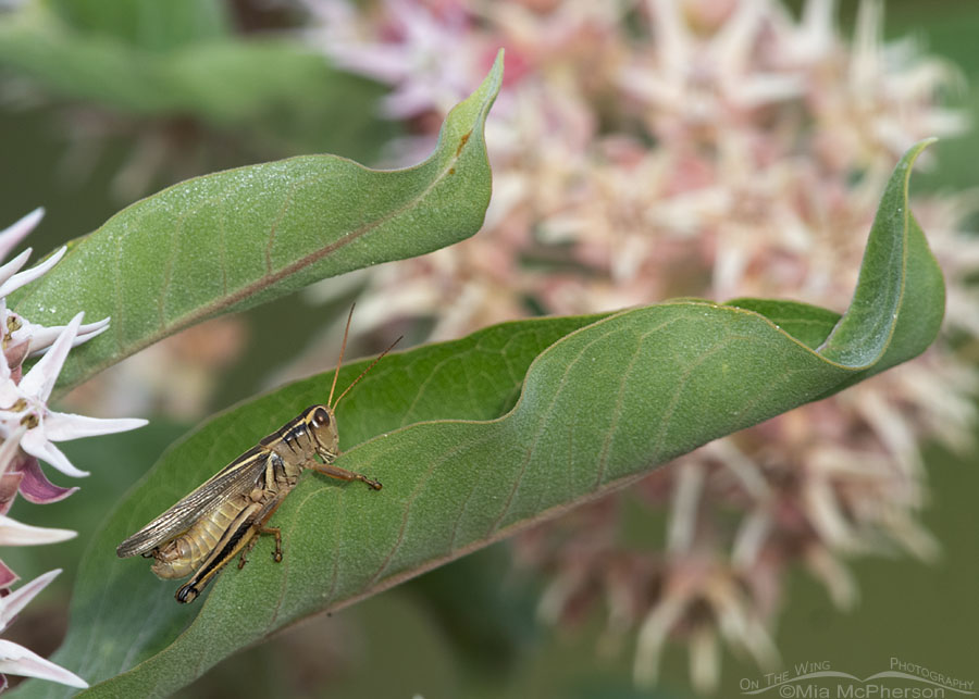 Two-striped Grasshopper, Wasatch Mountains, Summit County, Utah