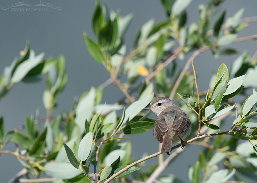 Warbling Vireo perched in willows, Wasatch Mountains, Morgan County, Utah