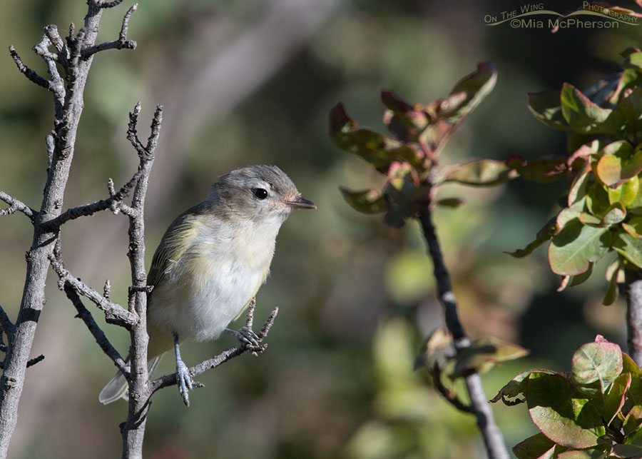 Warbling Vireo perched next to a serviceberry, Wasatch Mountains, Morgan County, Utah