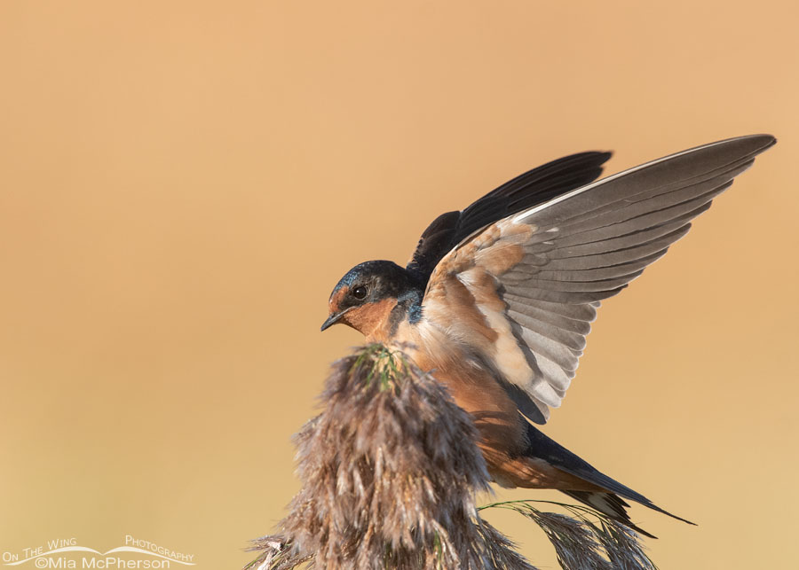 Adult Barn Swallow lifting off, Bear River Migratory Bird Refuge, Box Elder County, Utah