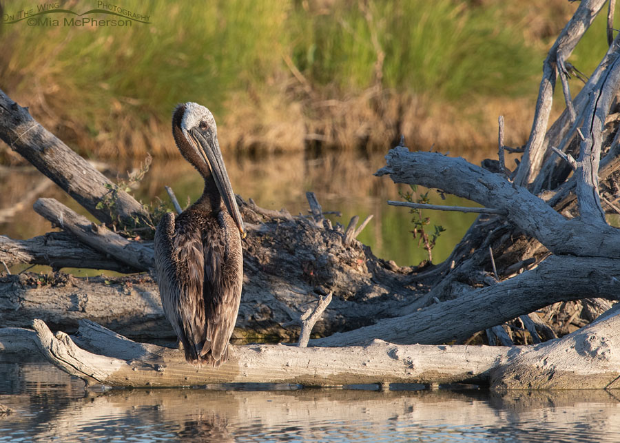 Adult Brown Pelican on the Bear River, Bear River Migratory Bird Refuge, Box Elder County, Utah