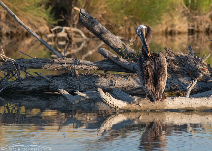 Preening Brown Pelican in Utah, Bear River Migratory Bird Refuge, Box Elder County