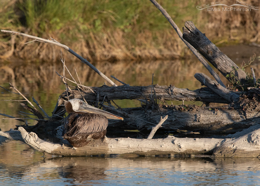 Brown Pelican resting on a log on the Bear River, Bear River Migratory Bird Refuge, Box Elder County, Utah
