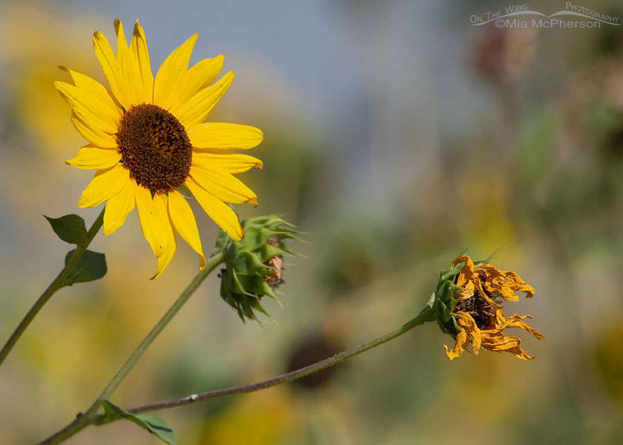Common Sunflower in bloom and setting seed, Bear River Migratory Bird Refuge, Box Elder County, Utah